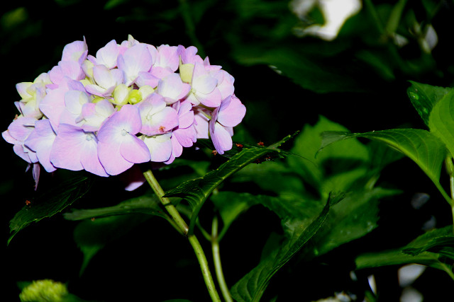 豊後高田 紫陽花