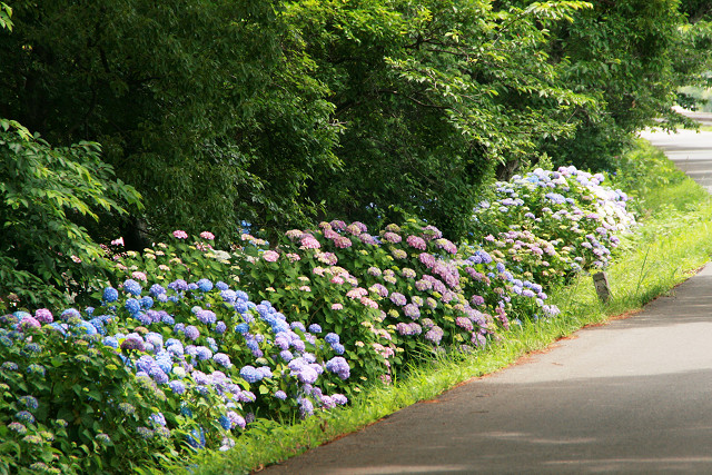 豊後高田 紫陽花