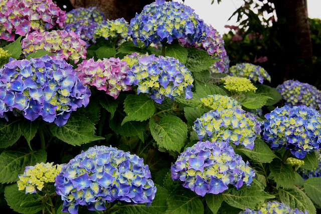 豊後高田 紫陽花