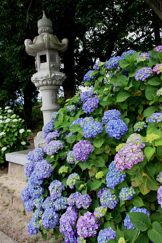 豊後高田 紫陽花