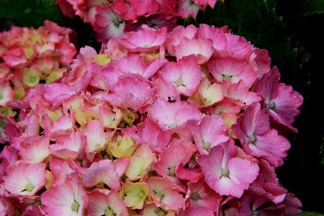 豊後高田 紫陽花