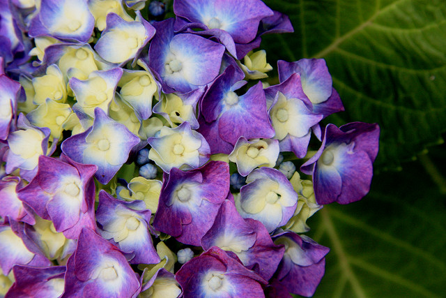 豊後高田 紫陽花