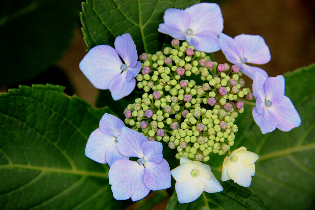 豊後高田 紫陽花