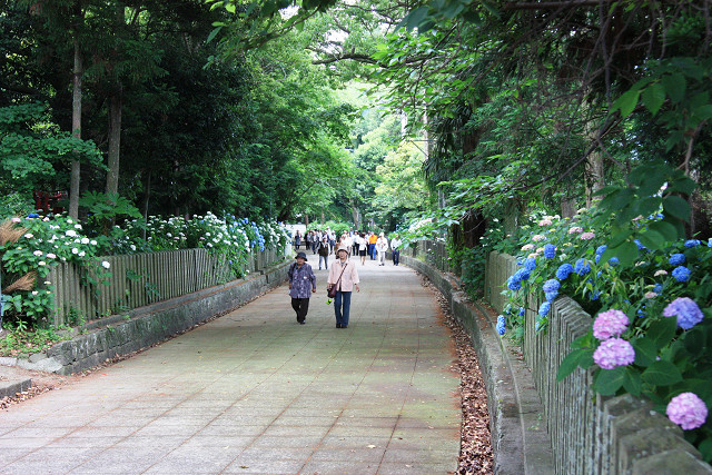 豊後高田 紫陽花