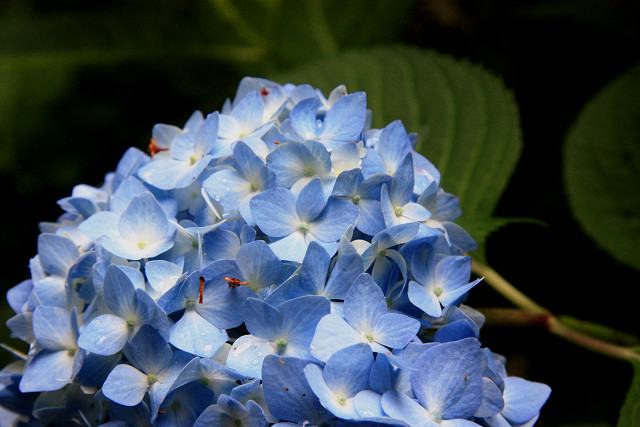 豊後高田 紫陽花