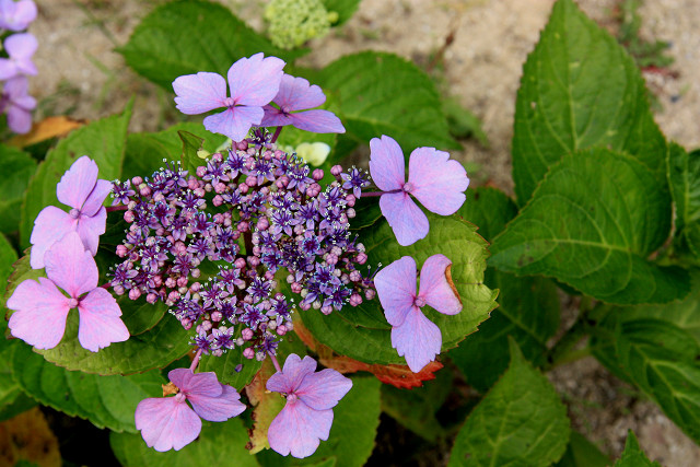 豊後高田 紫陽花