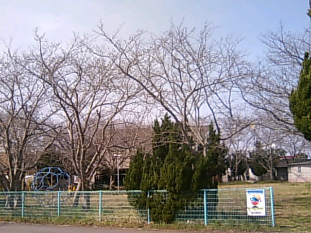 豊後高田　中之島花見
