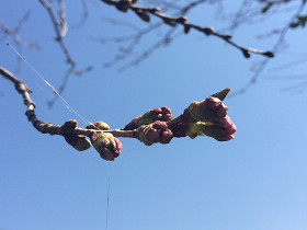 豊後高田　御玉花見