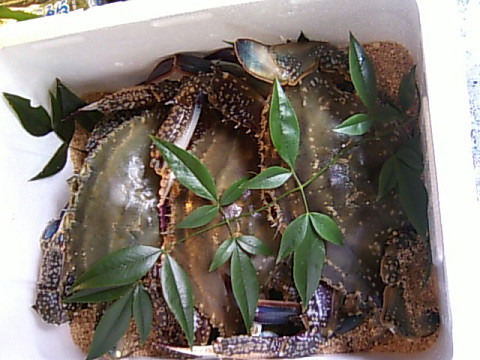 岬ガザミ
