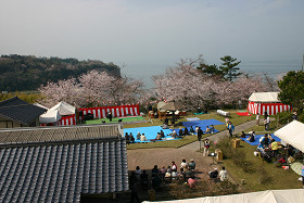 豊後高田　粟嶋公園花祭り