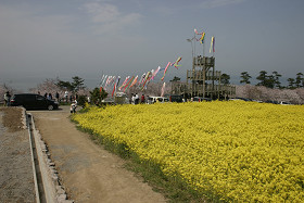 豊後高田　粟嶋公園花祭り