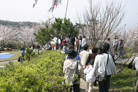 豊後高田　粟嶋公園花祭り