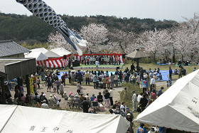 豊後高田　粟嶋公園花祭り