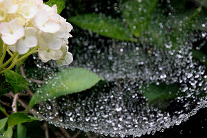 豊後高田 紫陽花