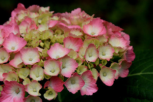 豊後高田 紫陽花