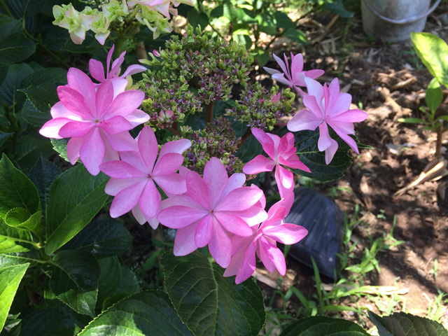 豊後高田 紫陽花