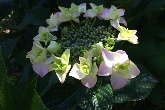 豊後高田 紫陽花