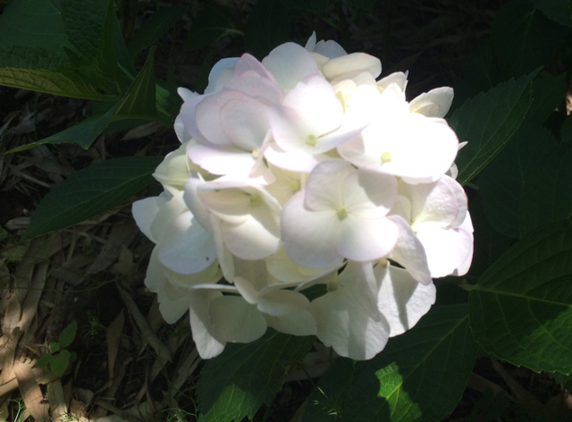 豊後高田 紫陽花