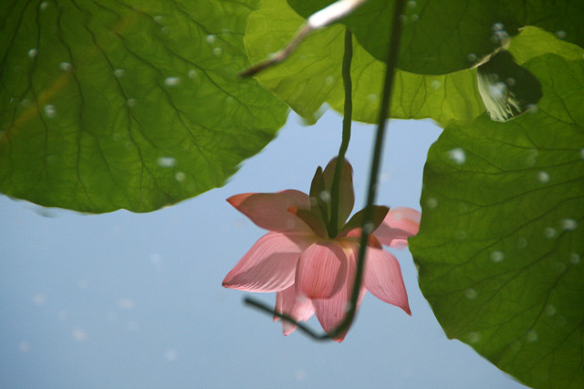 豊後高田 紫陽花