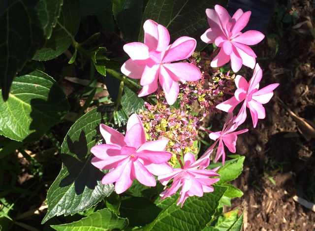 豊後高田 紫陽花
