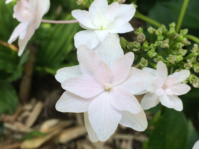 豊後高田 紫陽花