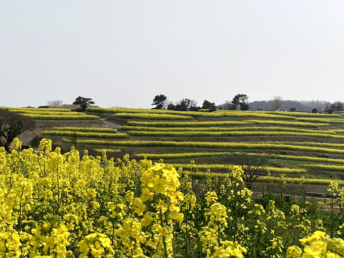豊後高田 菜の花フェスタ