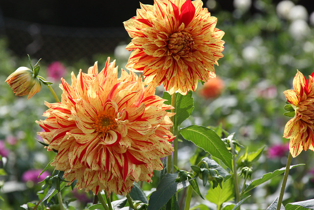 豊後高田 花 豊後高田 花