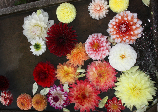 豊後高田 ダリア 豊後高田 ダリア